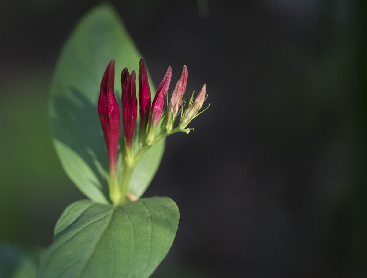 Spigelia flower buds