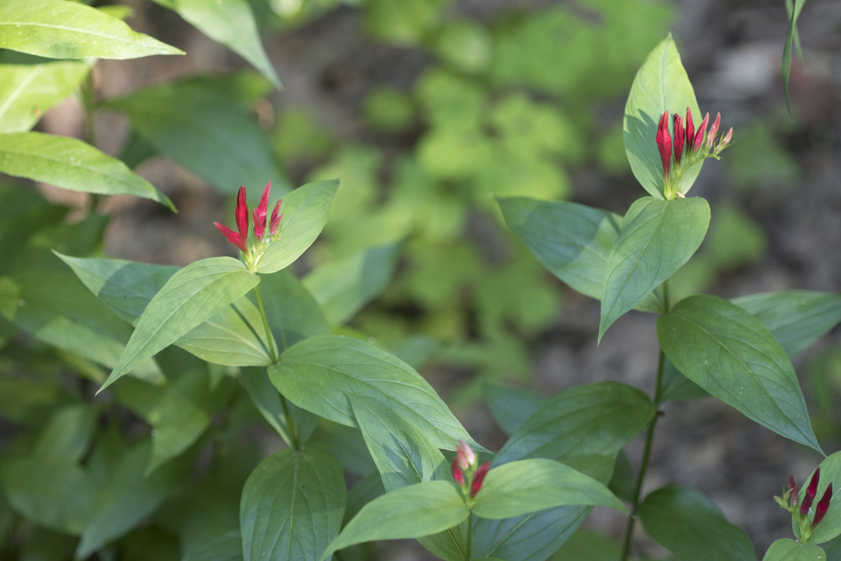 Spigelia offers a dash of color this time of year