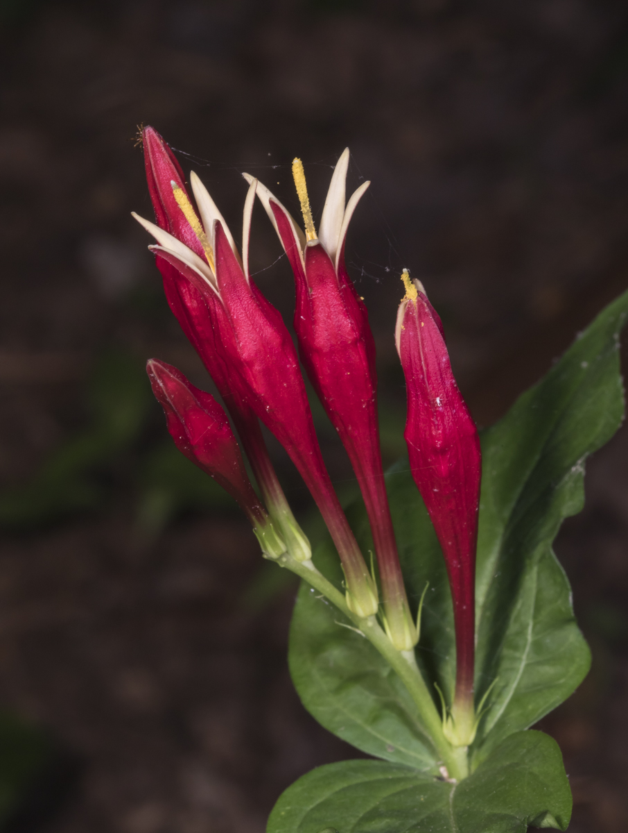 Spigelia