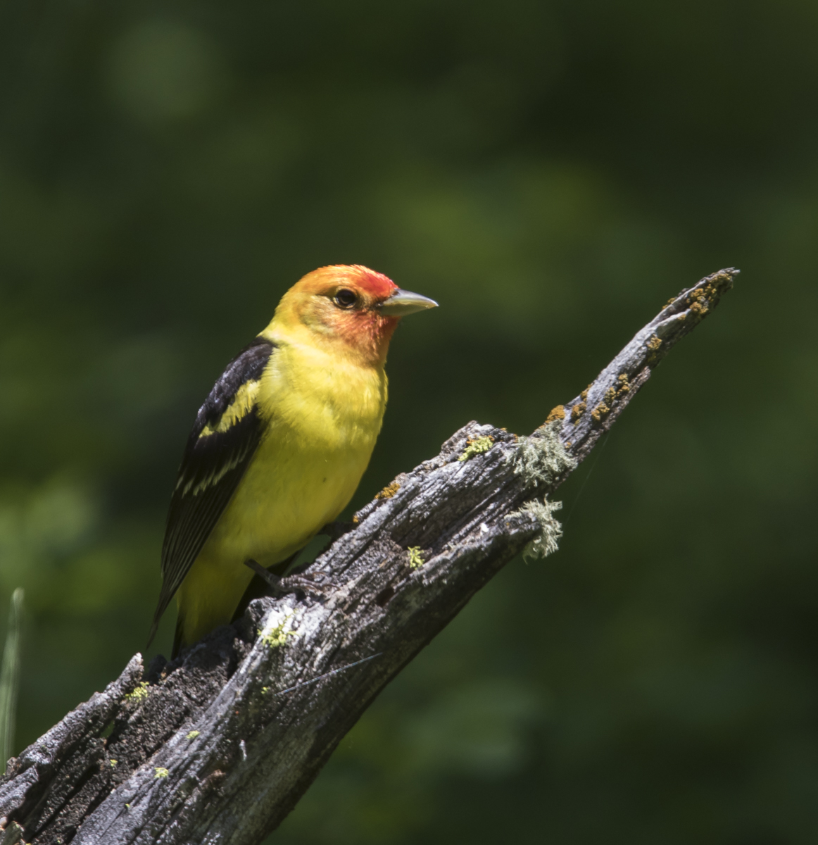 Western Tanager