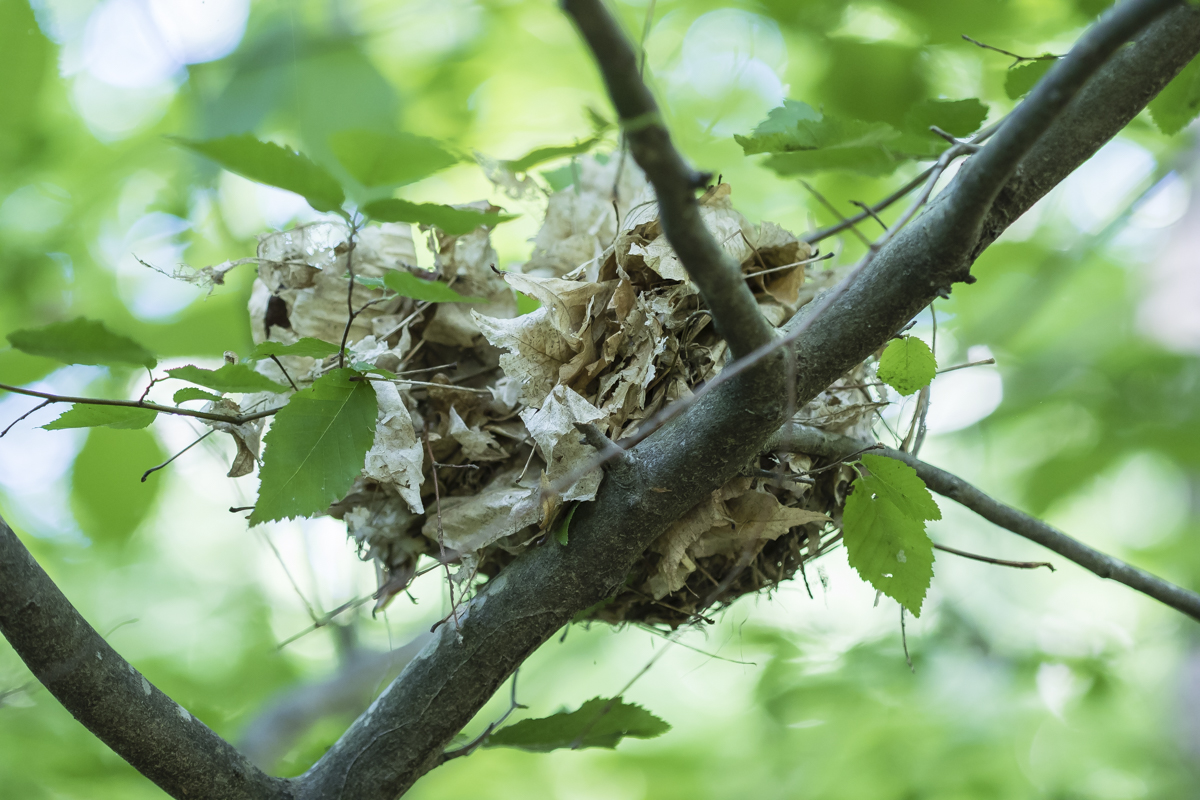 Wood Thrush nest after predation