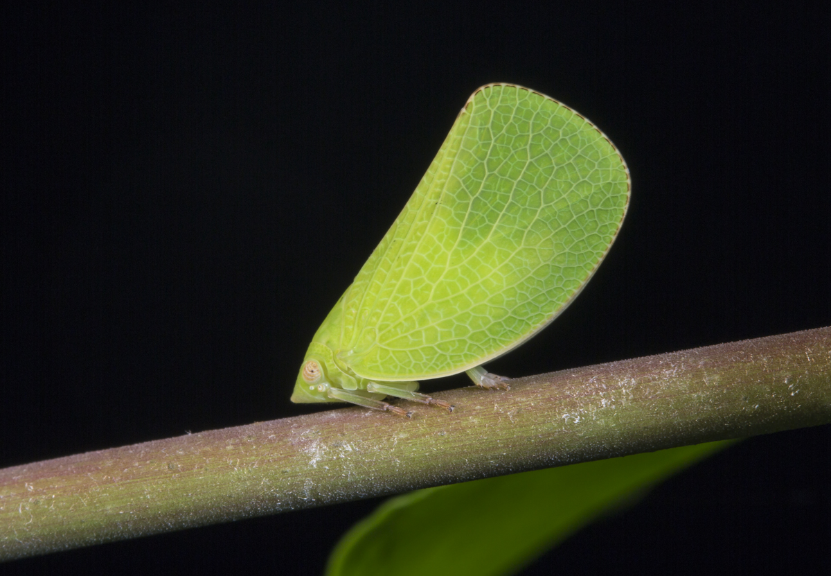 Acanalonia conica planthopper
