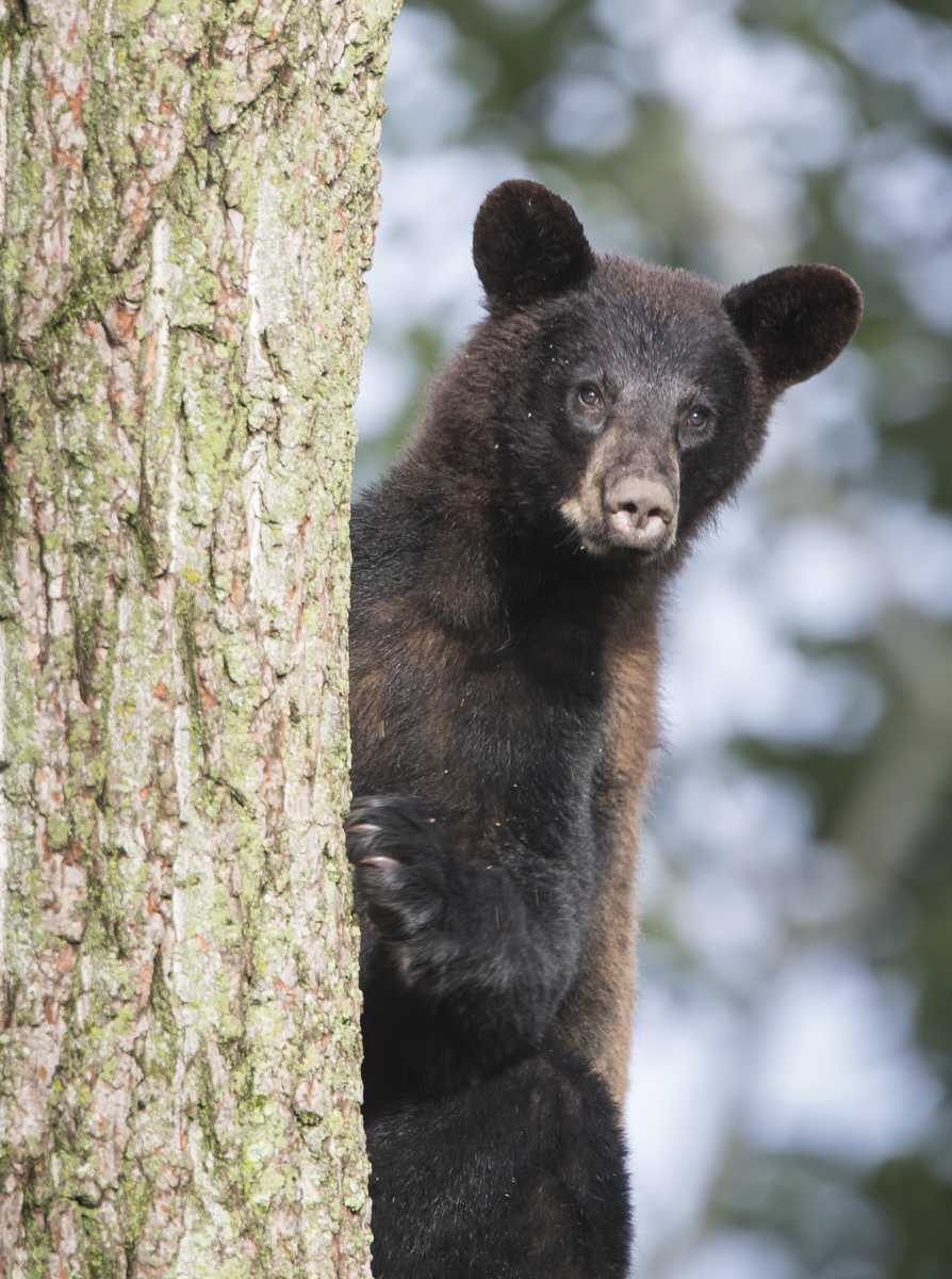 bear coming down tree
