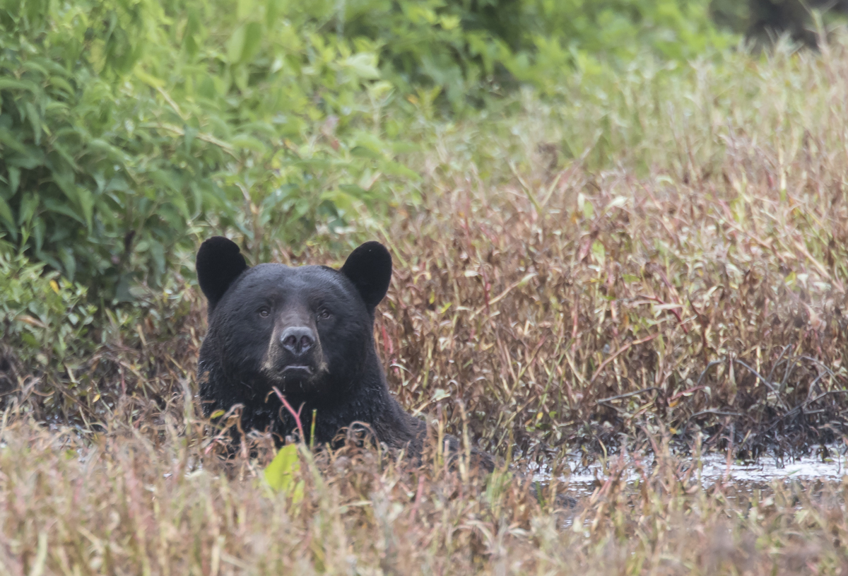 bear cooling off