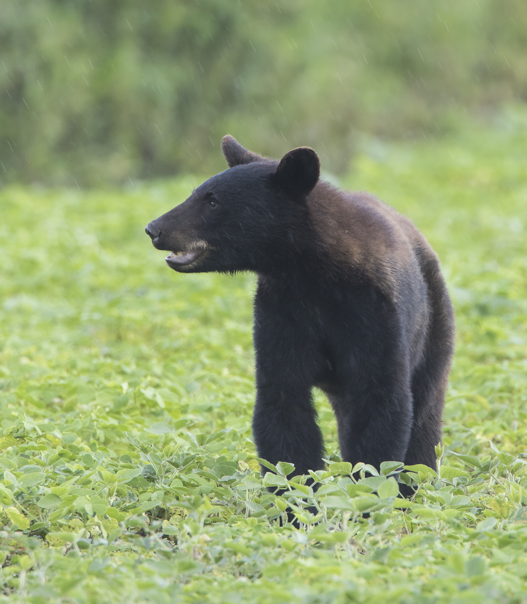 bear in bean field 1