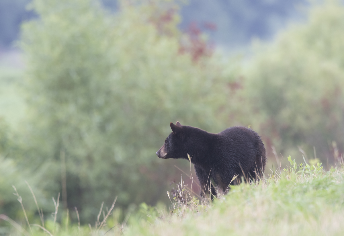 bear watching other bear
