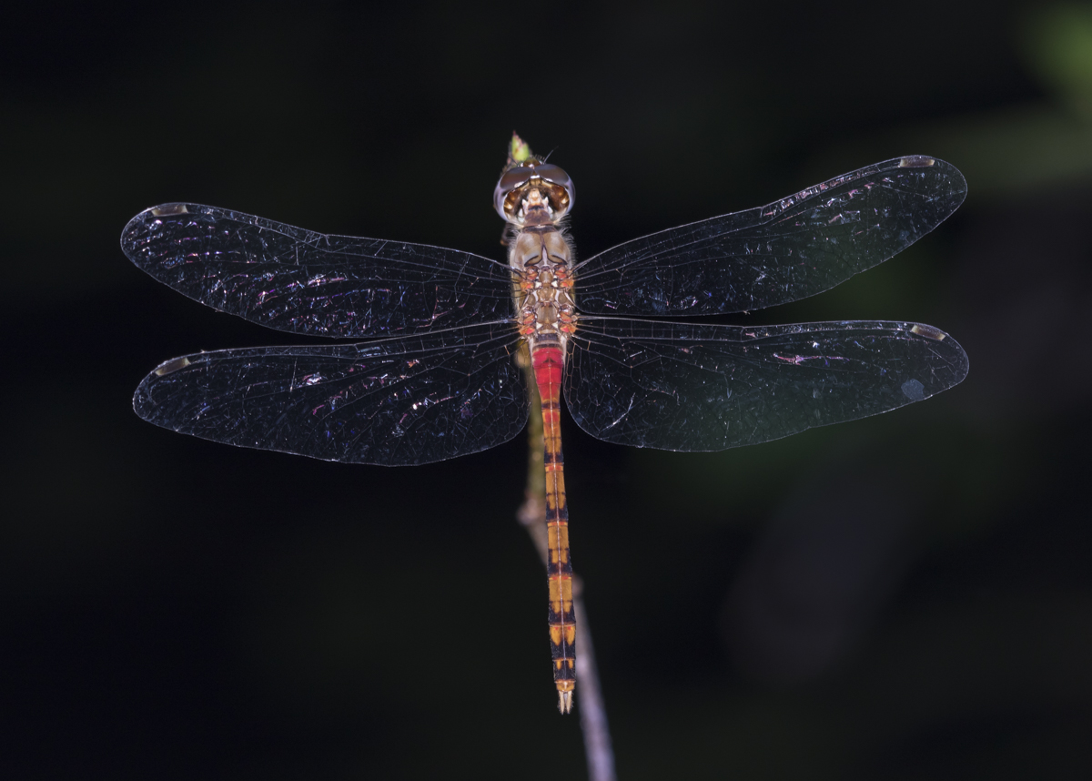 Blue-faced Meadowhawk 1