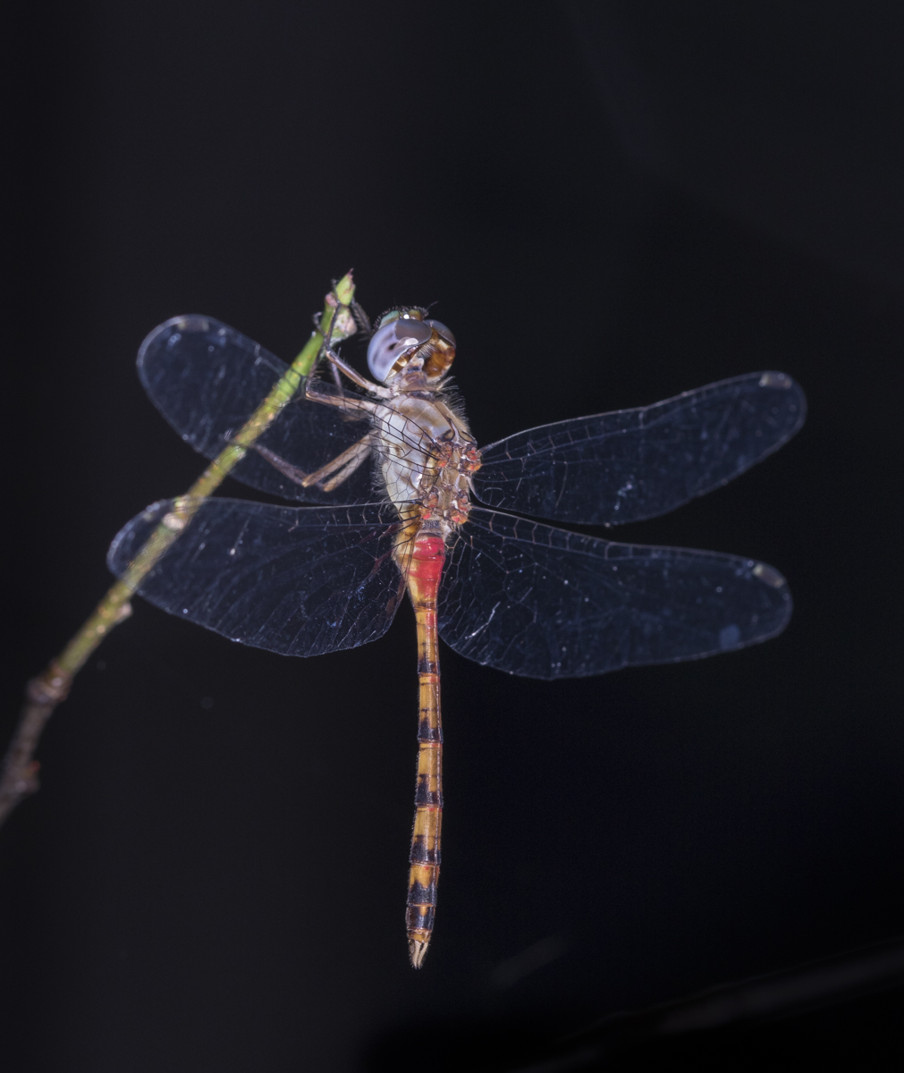 Blue-faced Meadowhawk