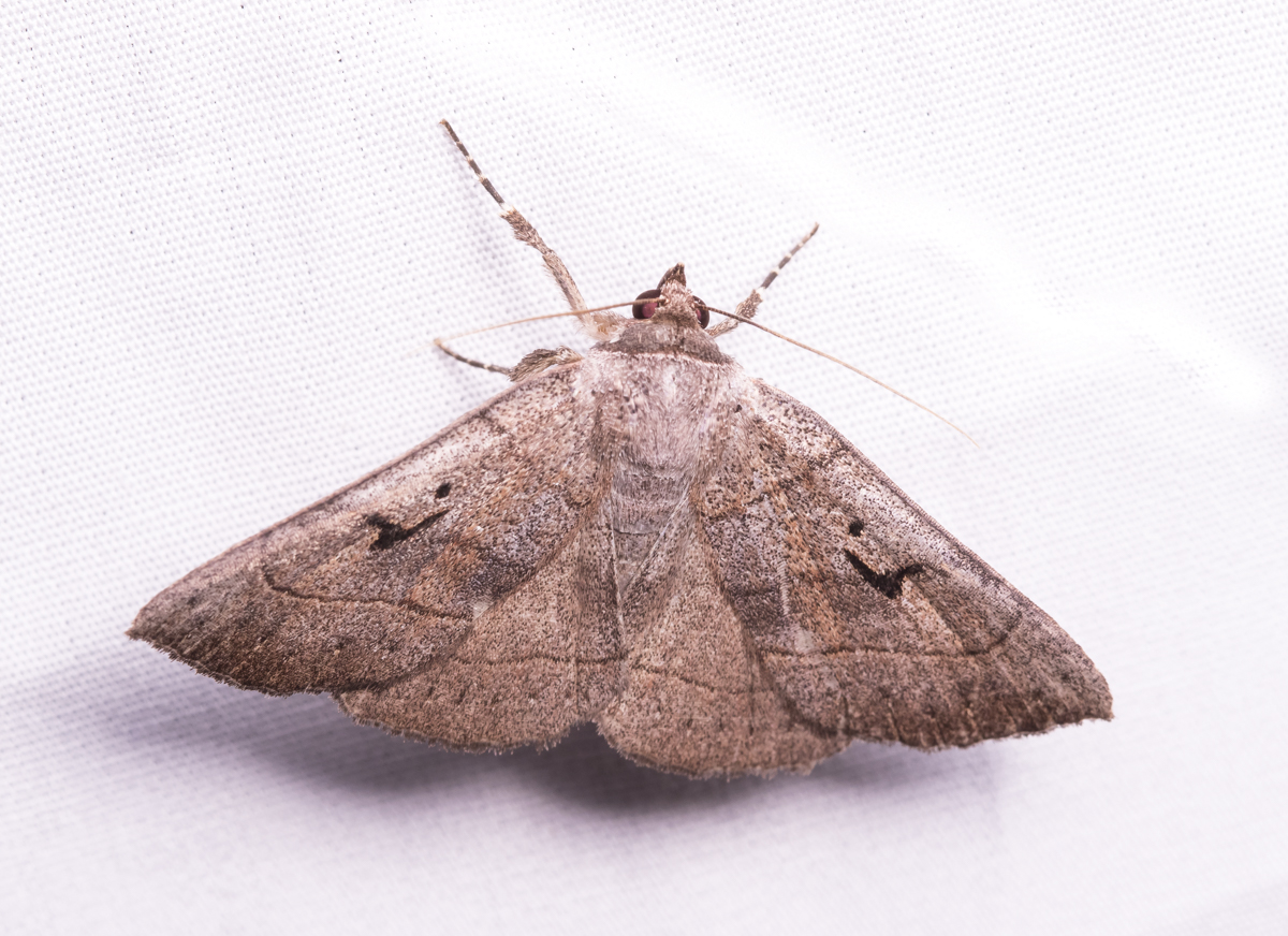 Brown Panopoda - Panopoda carneicosta