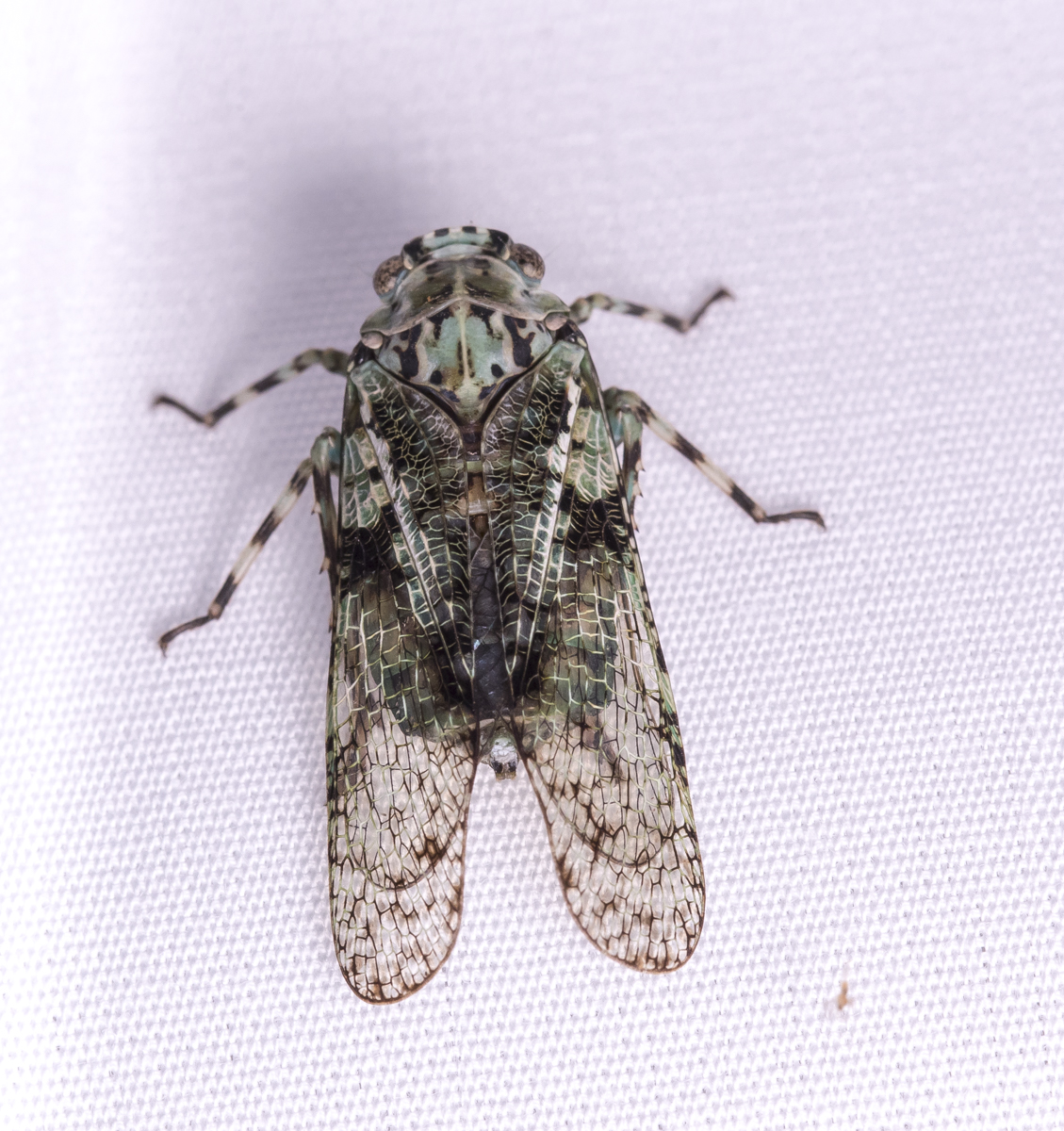 Cixiid Planthopper