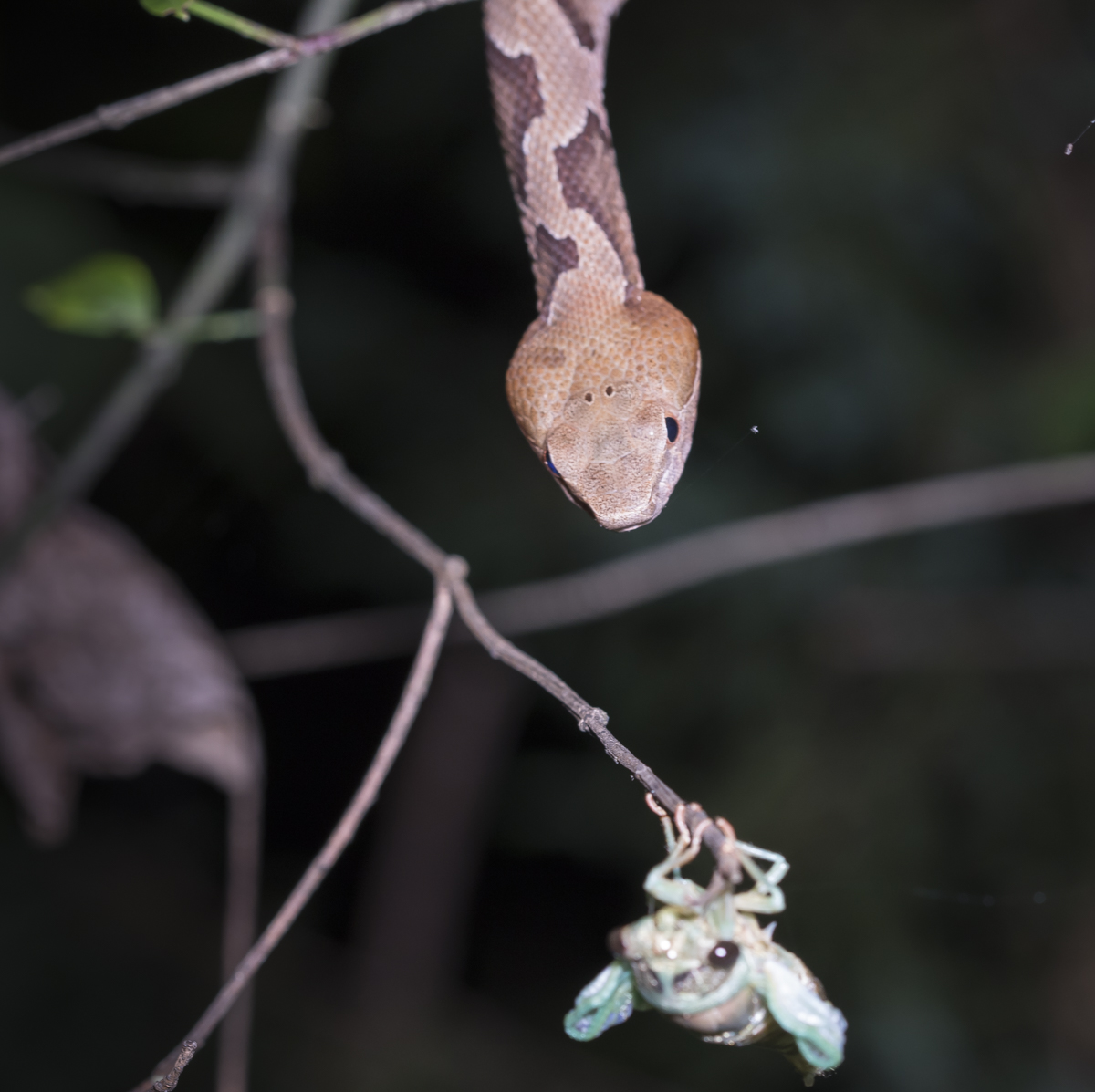 Closing in on cicada 1