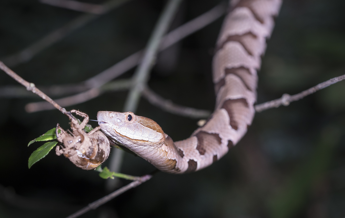 Closing in on cicada 2