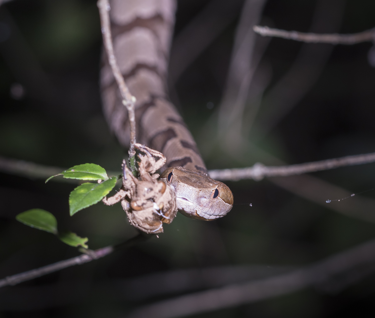 Closing in on cicada