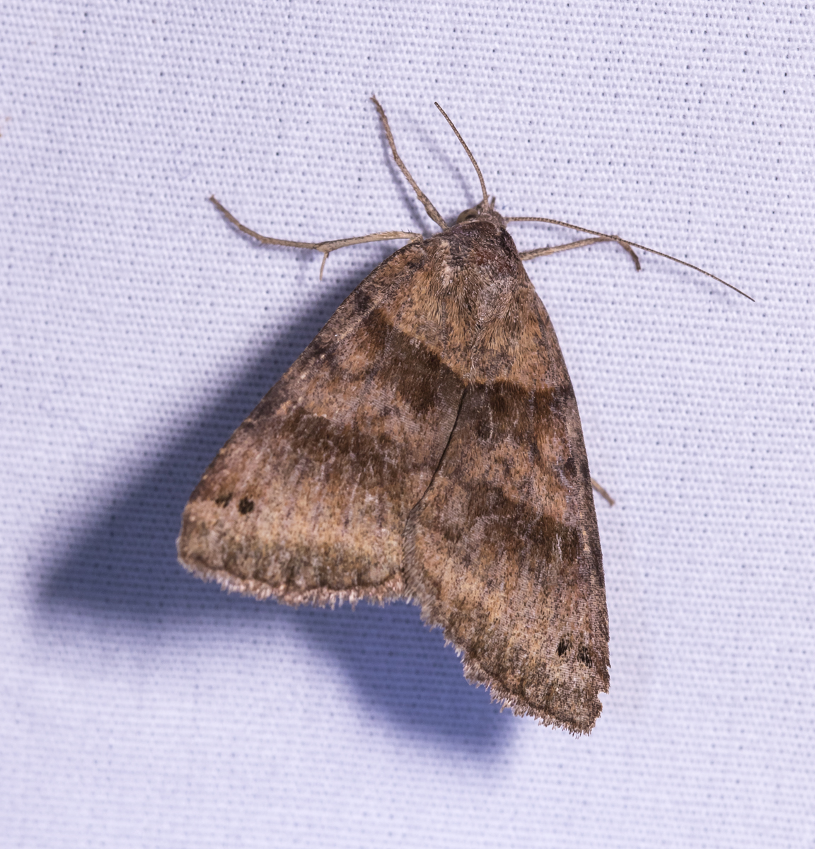 Clover Looper - Caenurgina crassiuscula