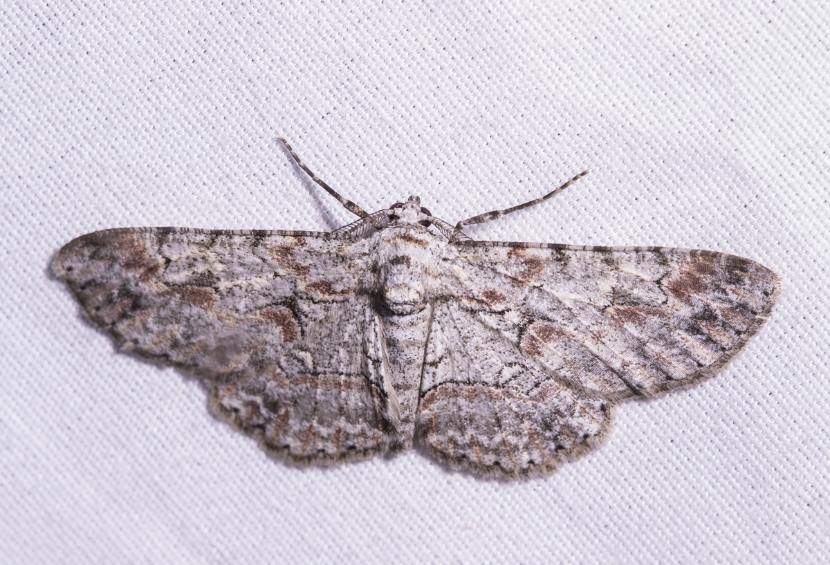Common Gray - Anavitrinella pampinaria?