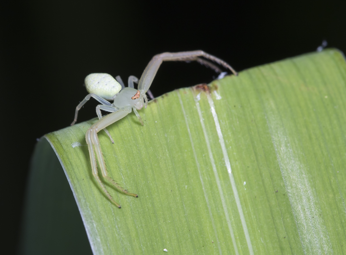 Crab Spider - Misumessus