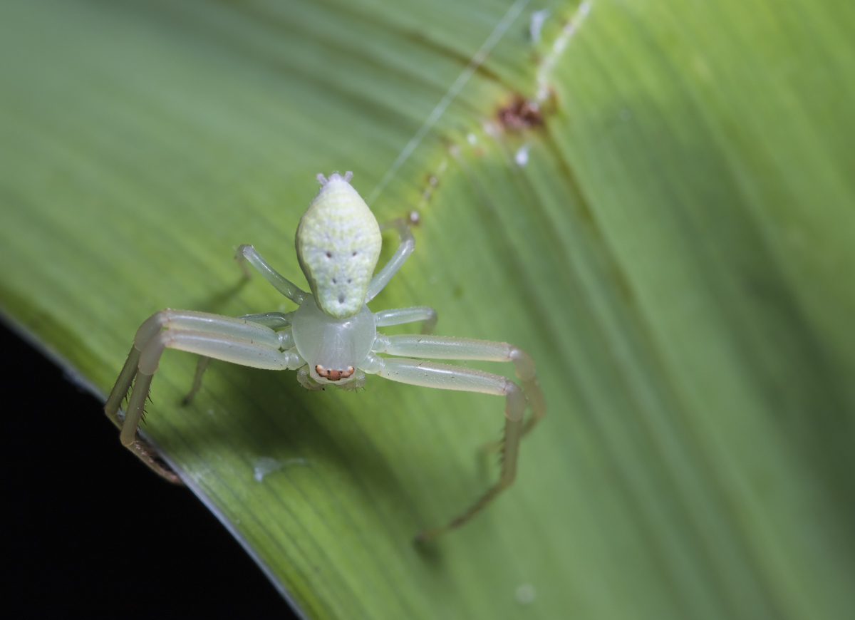 Crab Spider - Misumessus