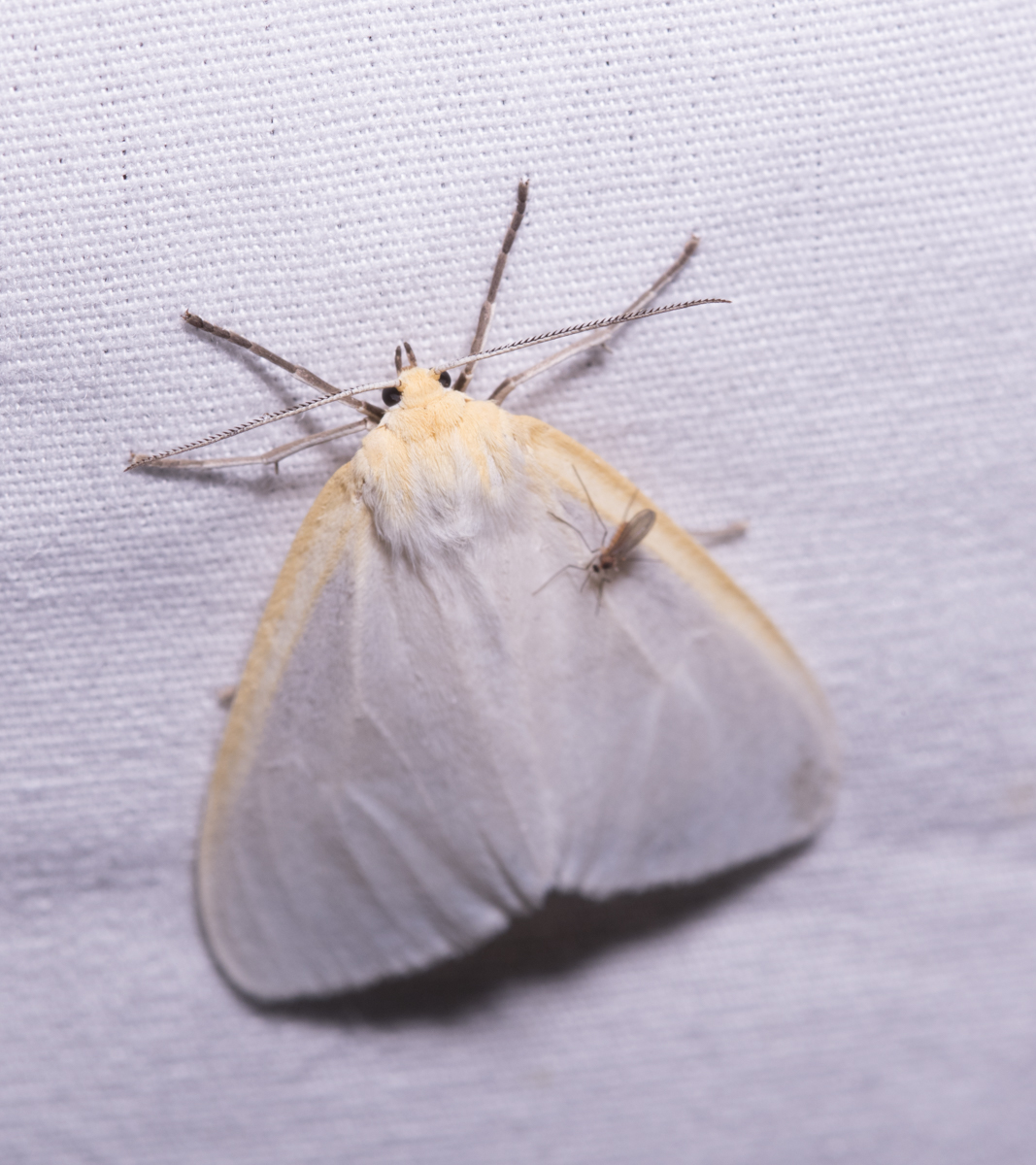 Delicate Cycnia (Cycnia tenera)