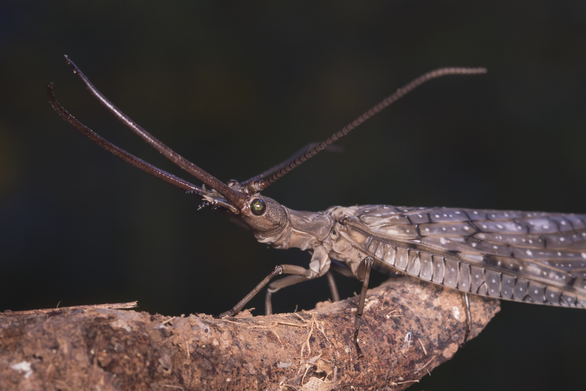 Dobsonfly male head 1