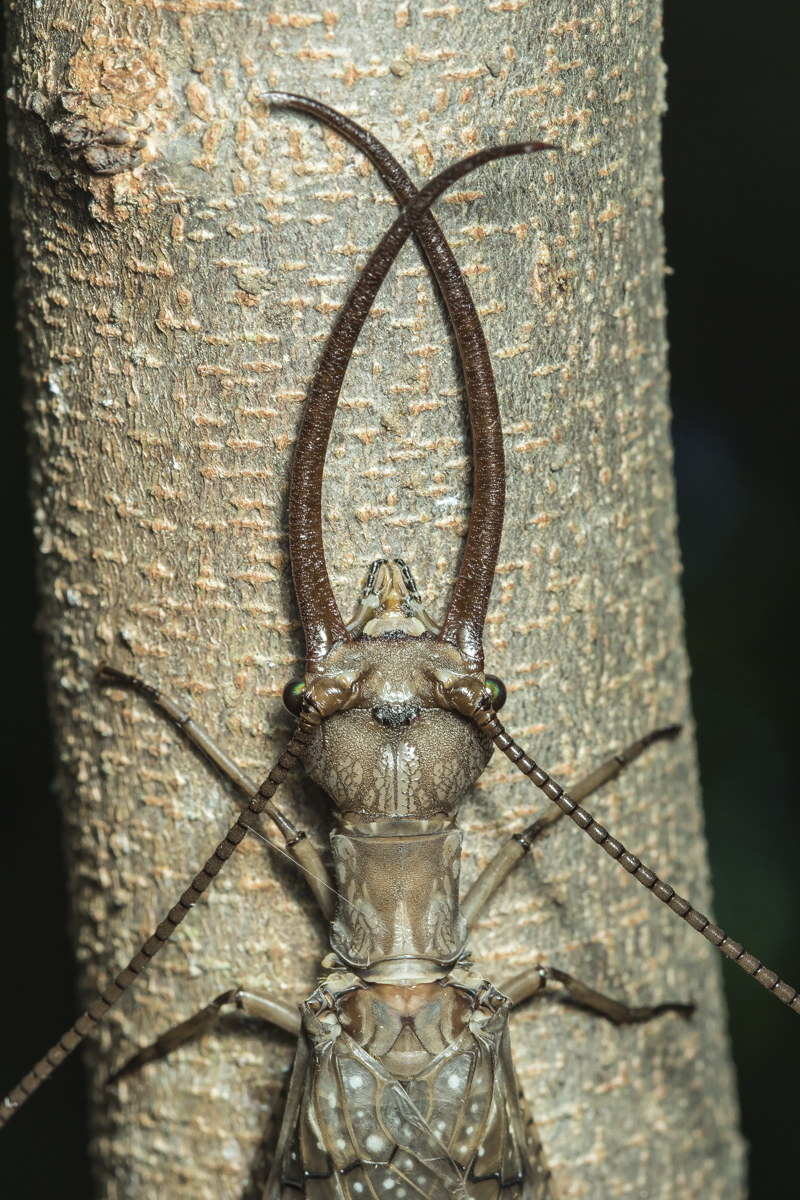 Dobsonfly male head 3