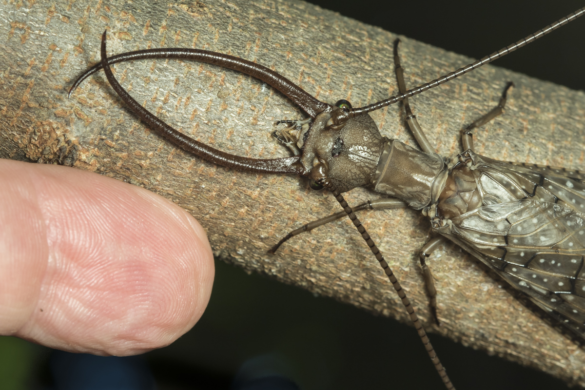 Dobsonfly male head with my finger for scale