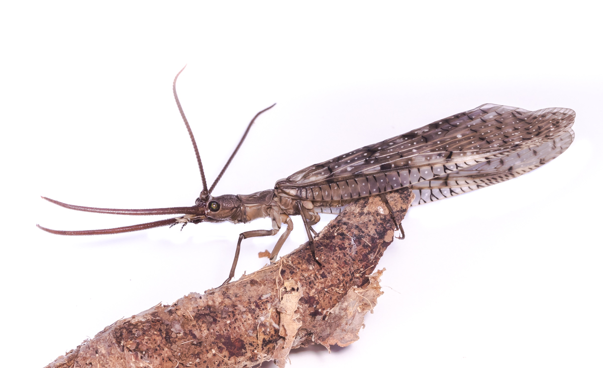 Dobsonfly male on white background