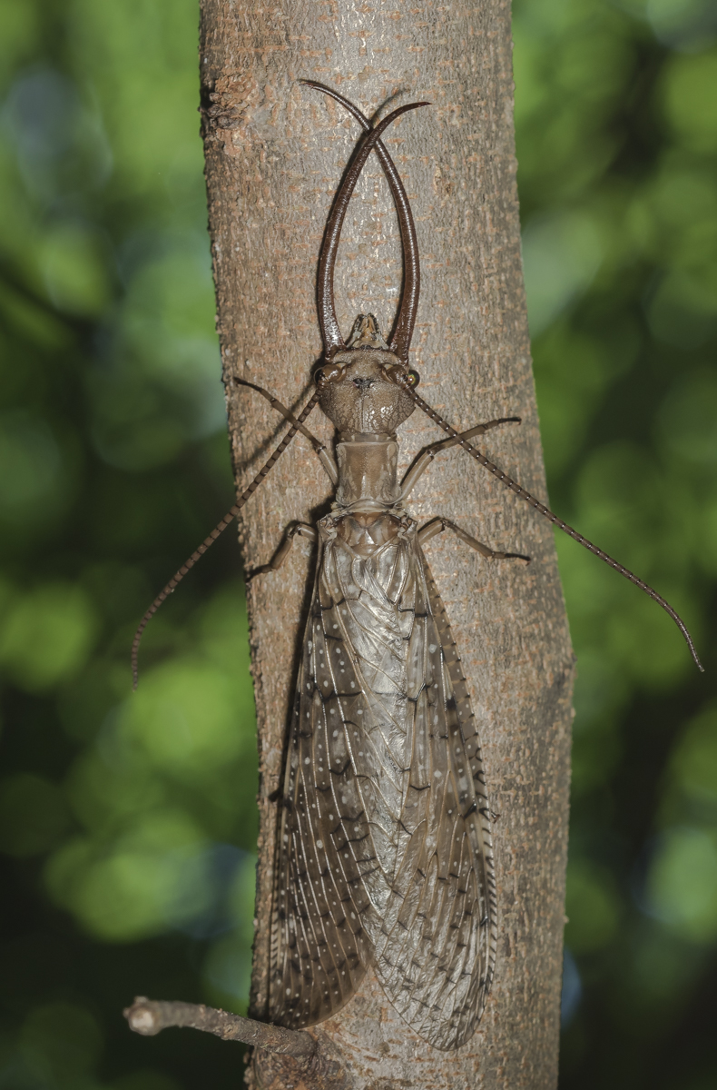 Dobsonfly male
