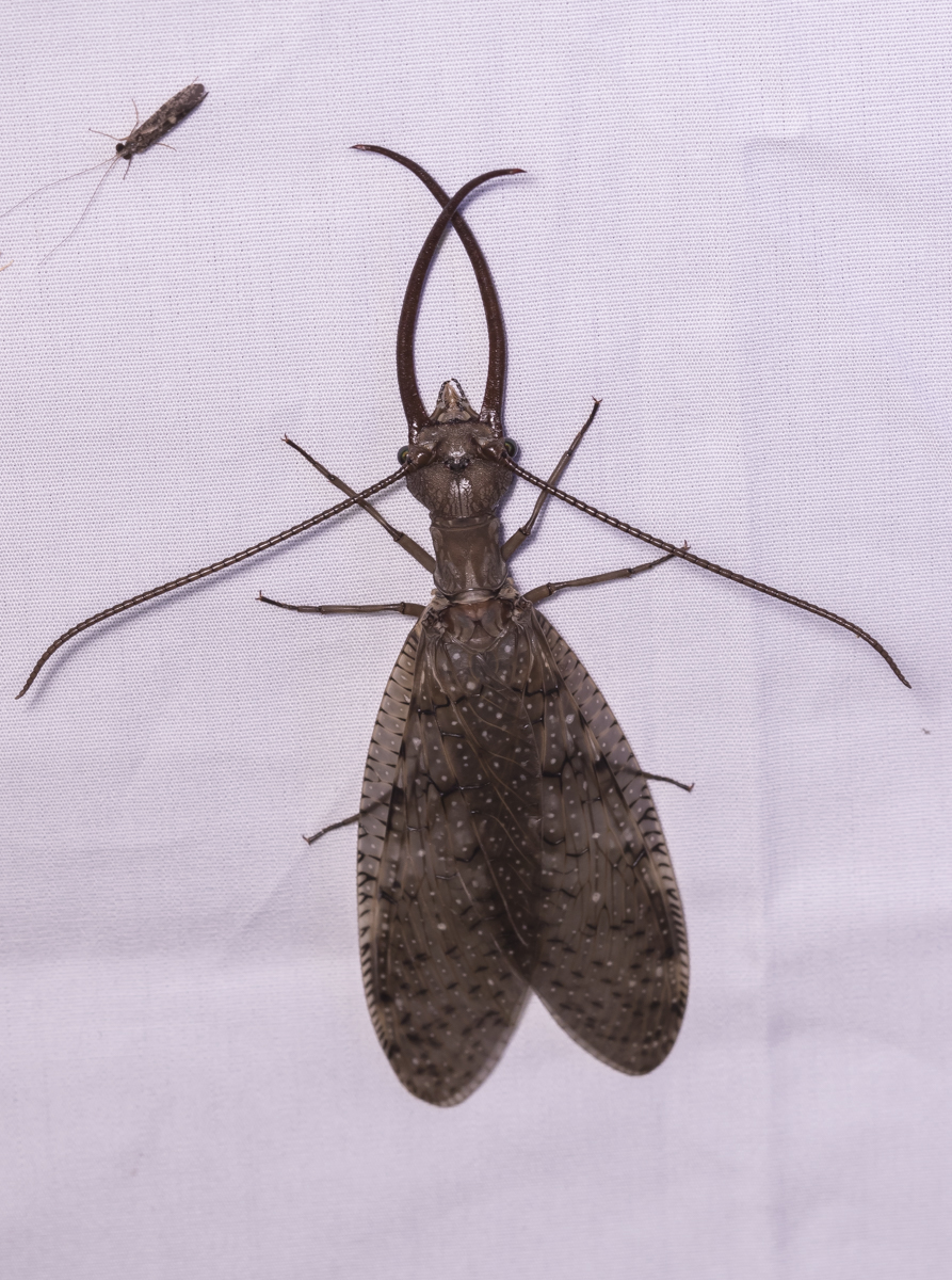 Dobsonfly on moth sheet