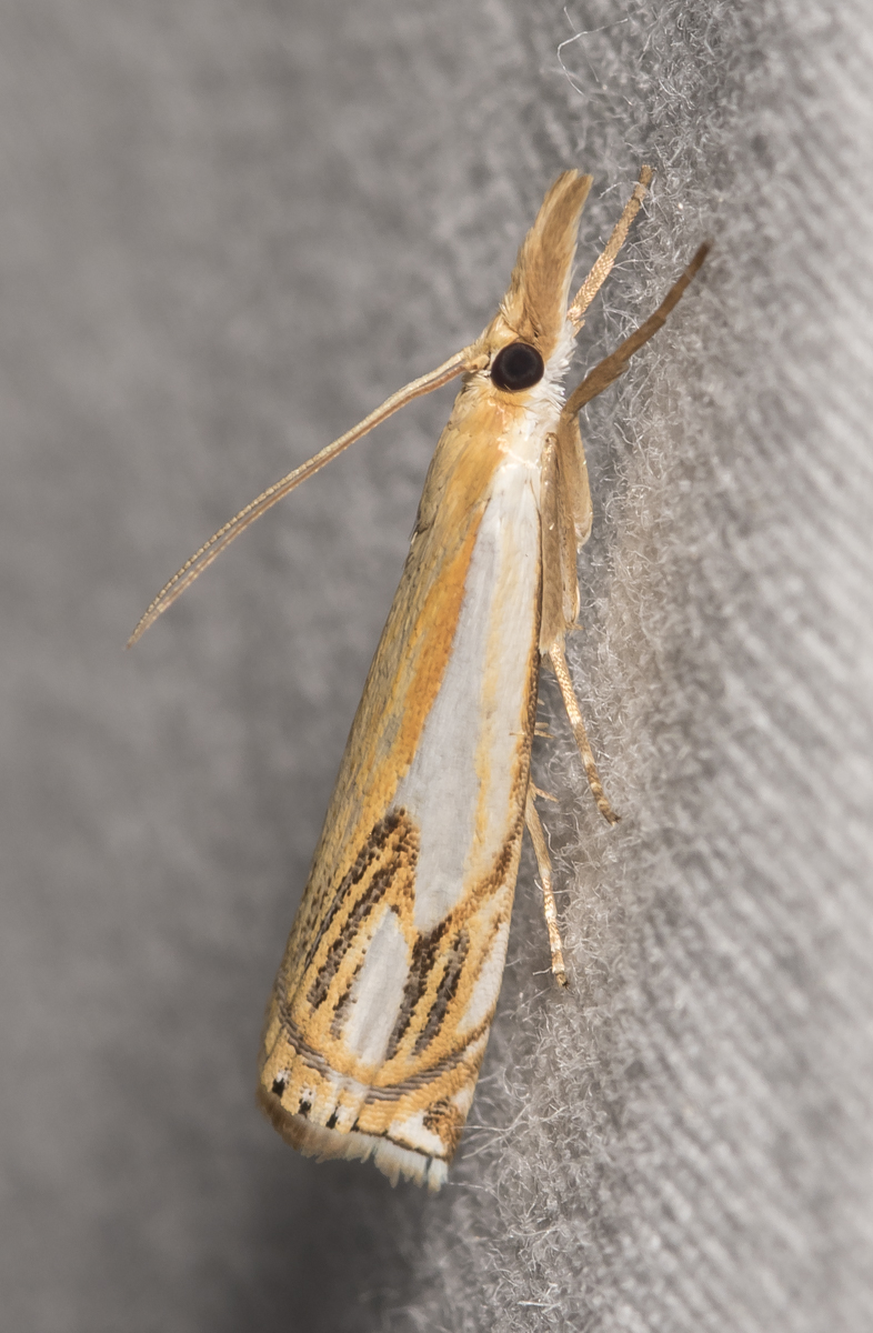 Double-banded Grass Veneer, Crambus agitatellus