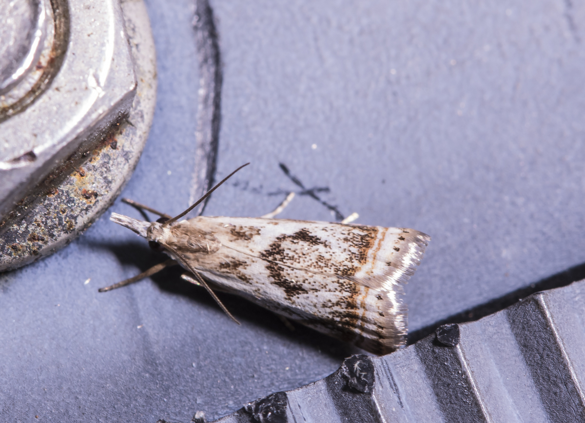 Elegant Grass-veneer - Microcrambus elegans