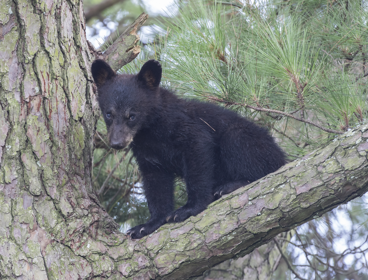 first cub looking shy