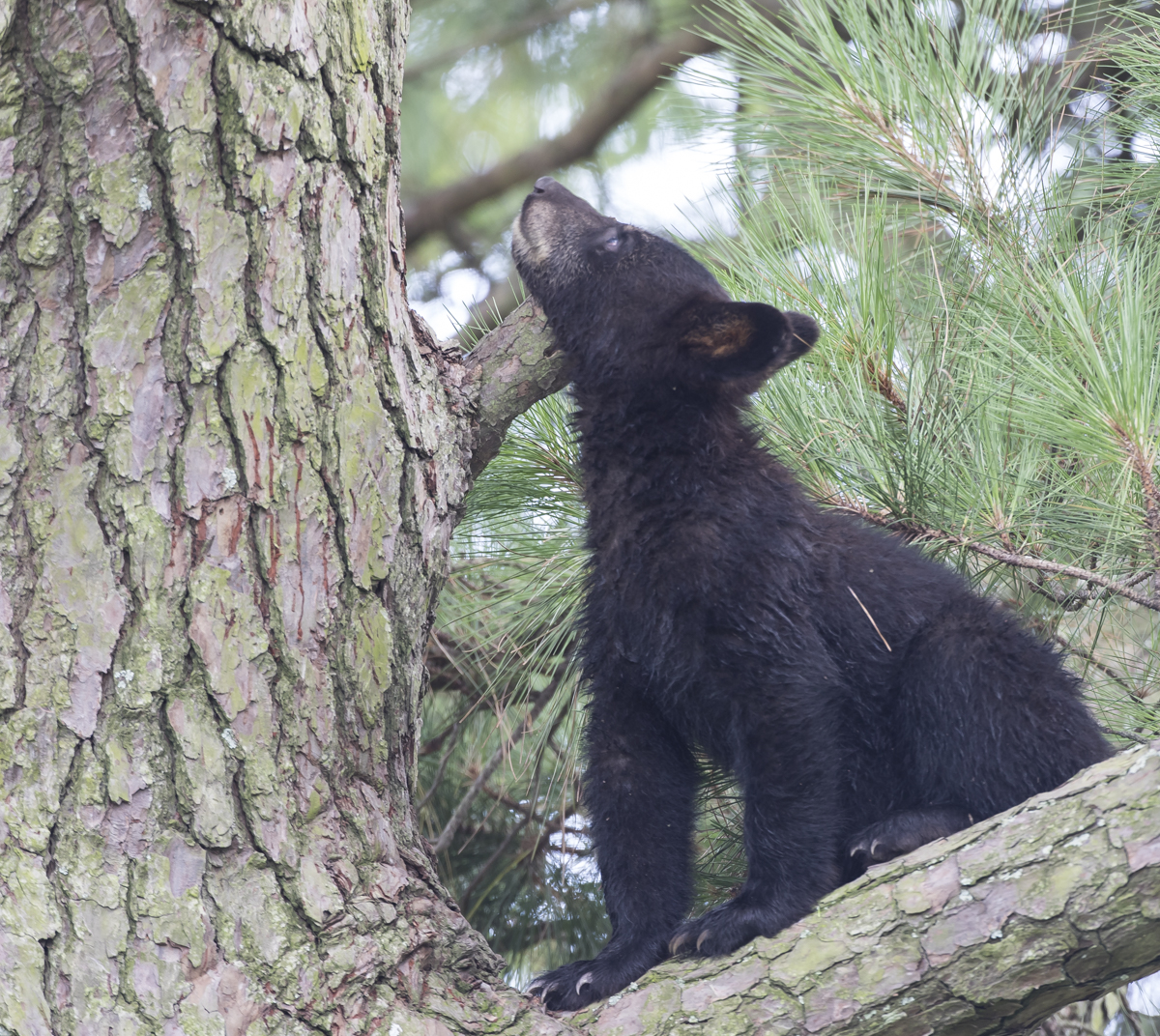 first cub looking up