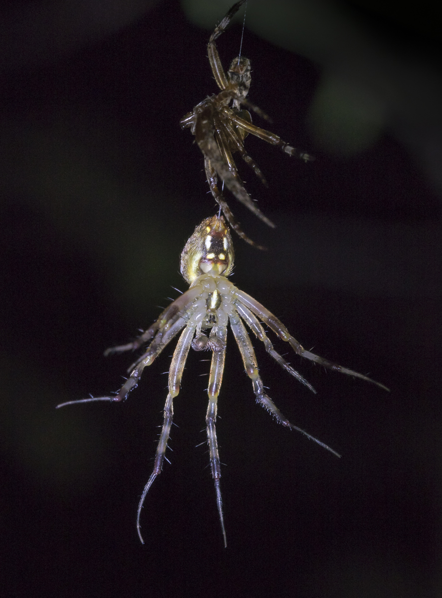 Genus Neoscona - Spotted Orbweavers