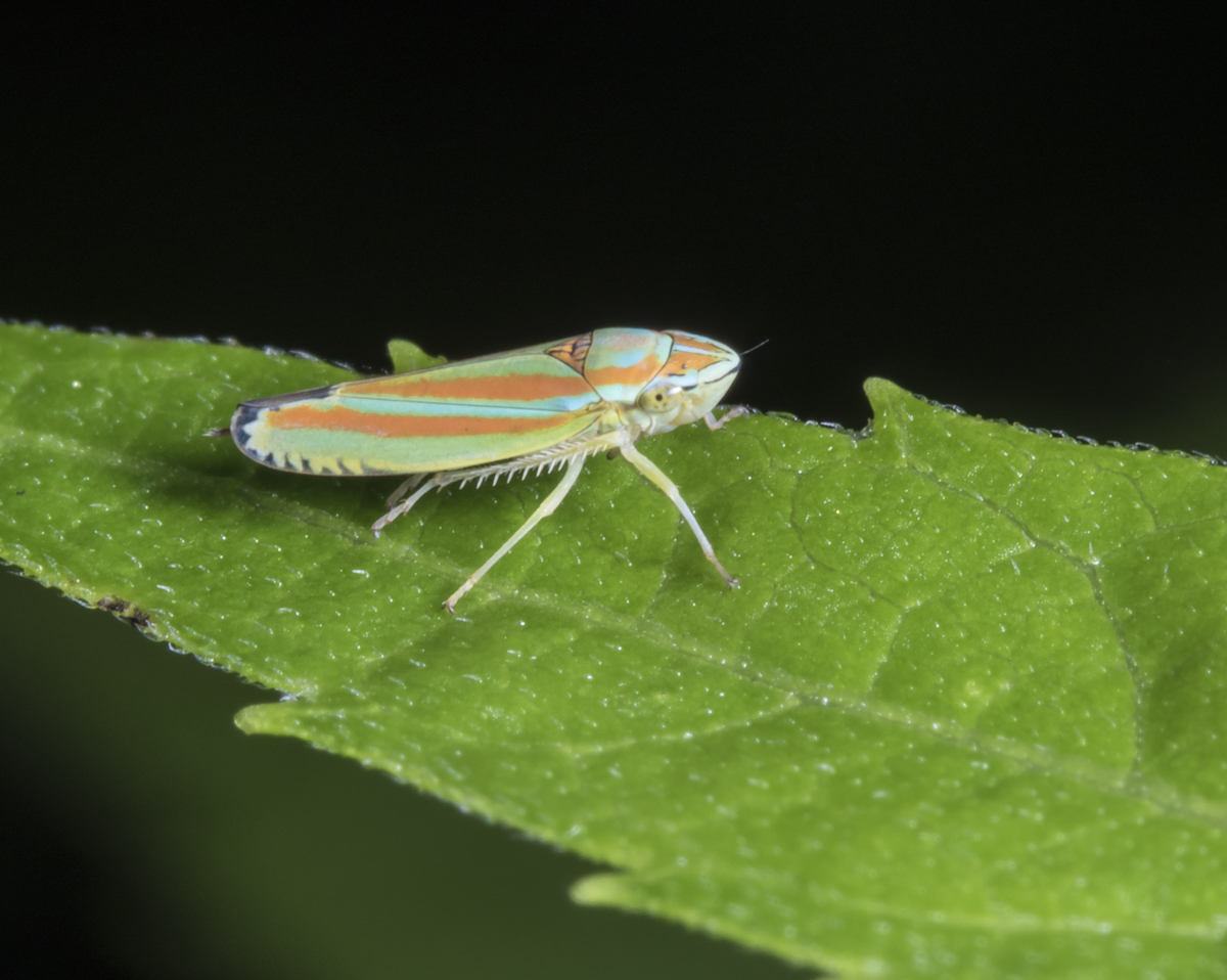 Graphocephala versuta leafhopper