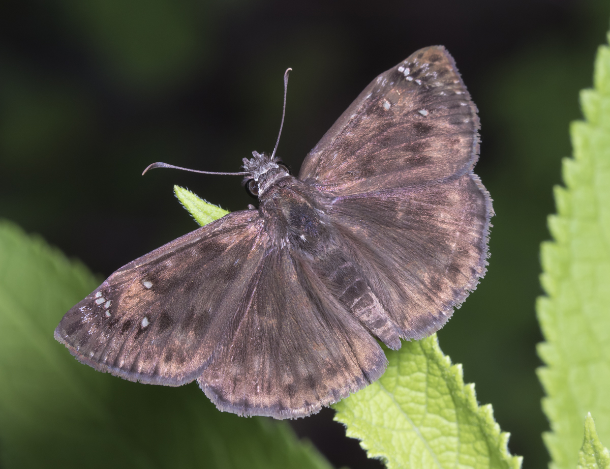 Horace's Duskywing?