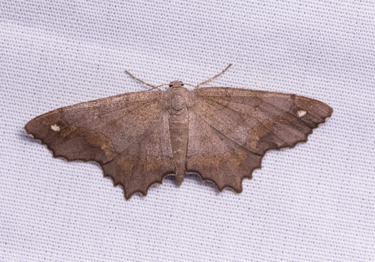 Hypagyrtis esther – Esther Moth