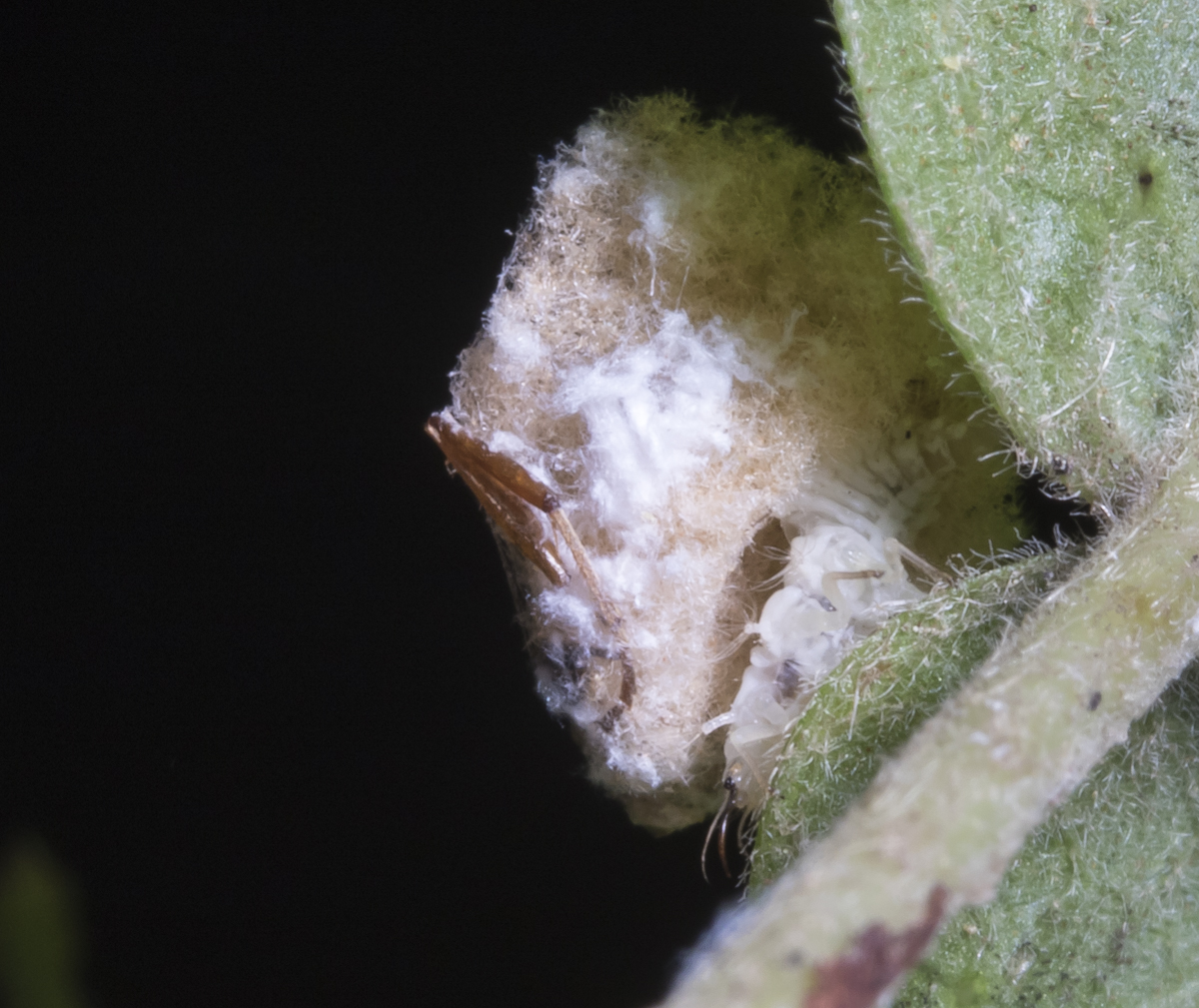 Lacewing larva close up showing underside