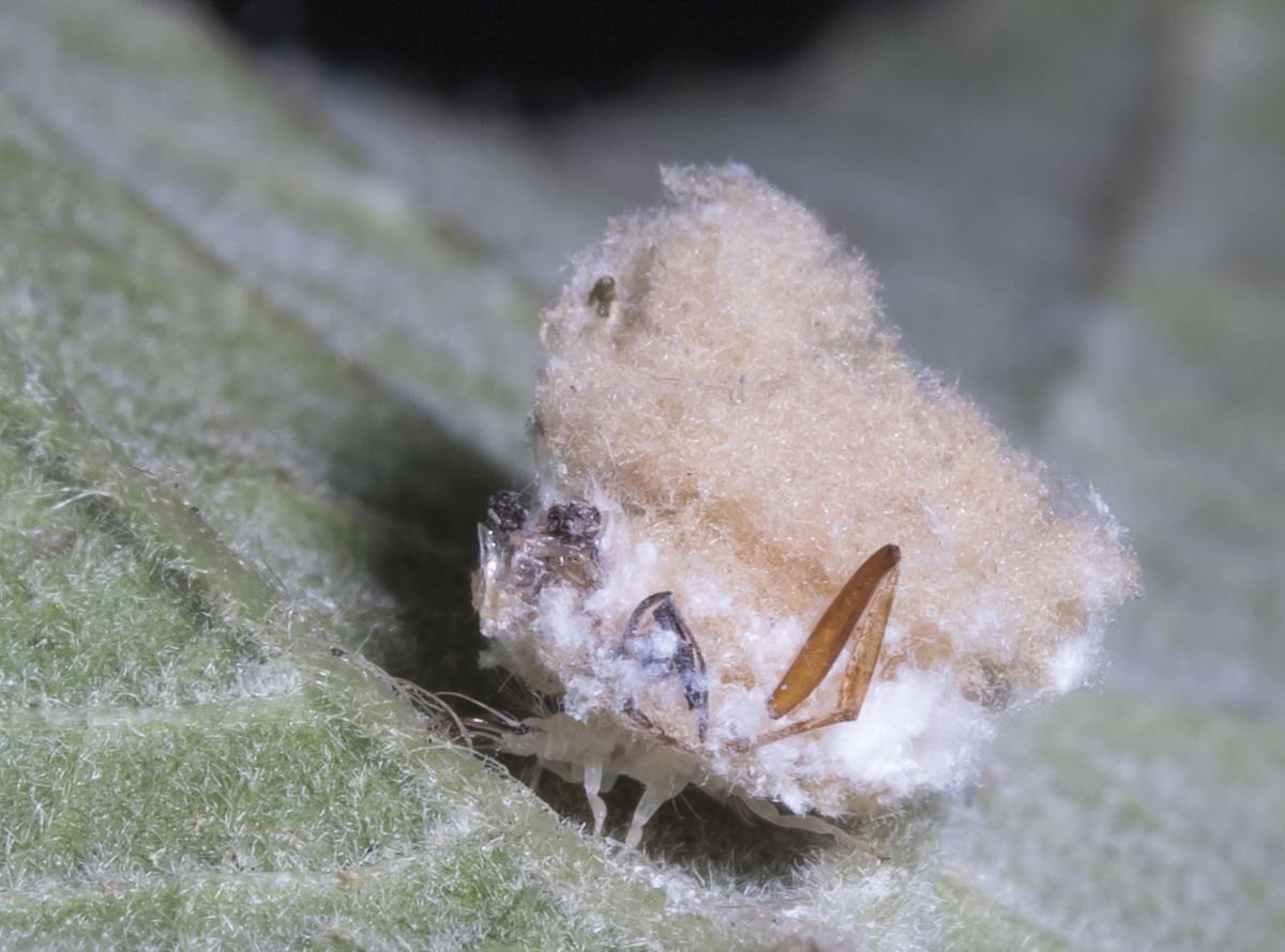 Lacewing larva close up