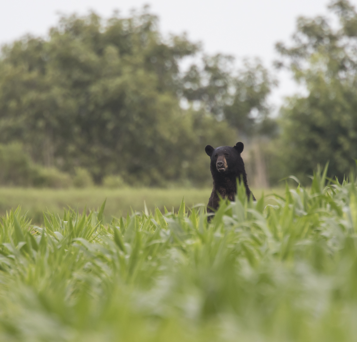 large bear standing in corn