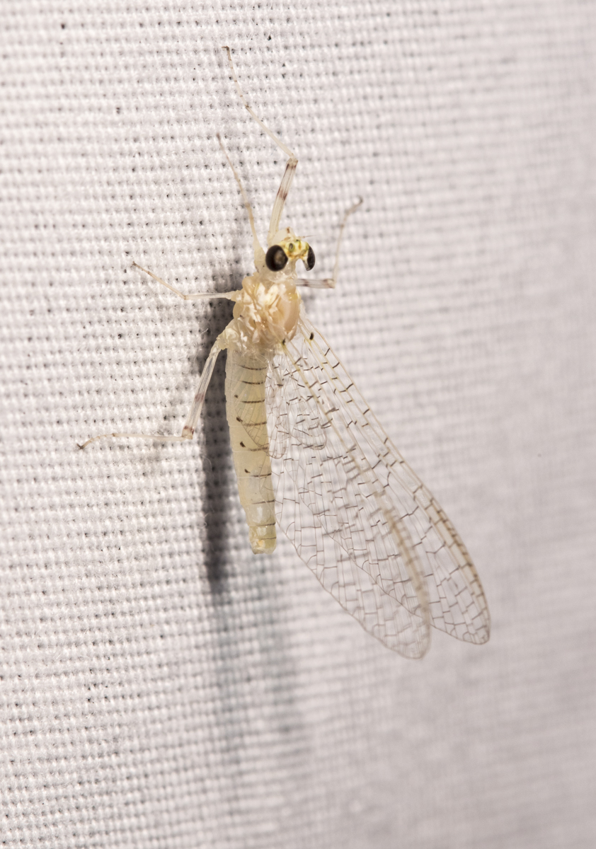Mayfly dun