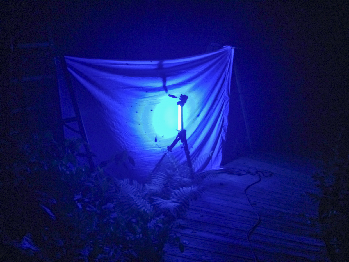 moth light set up