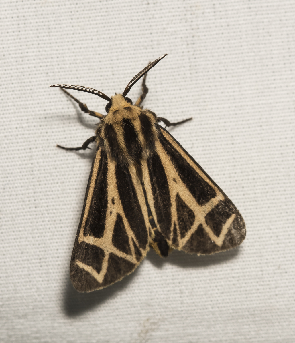 Nais Tiger Moth - Apantesis nais ?