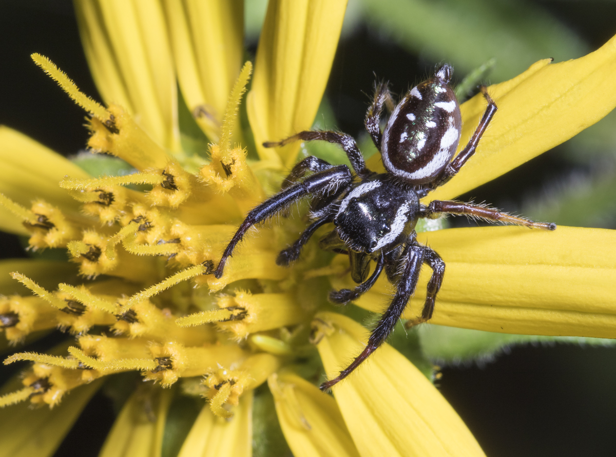 Orange Jumper - Paraphidippus aurantius