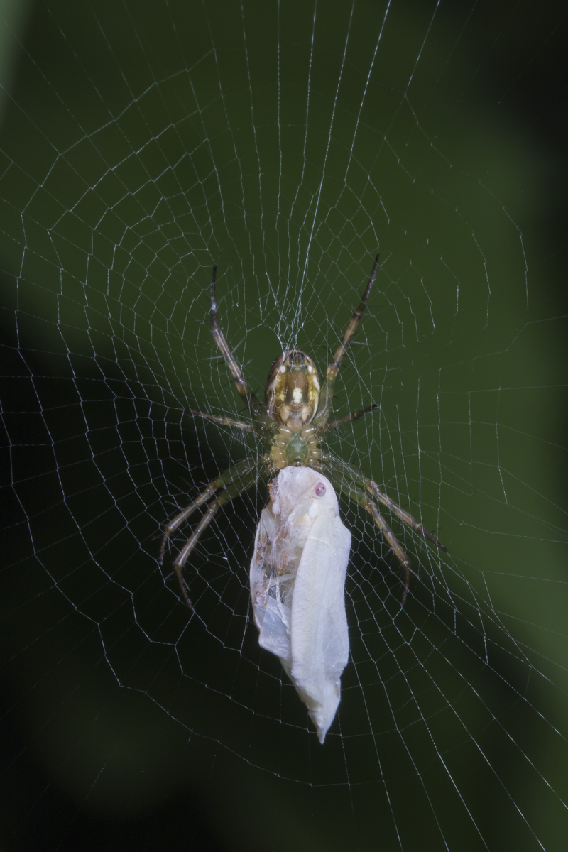 Orchard spider with prey