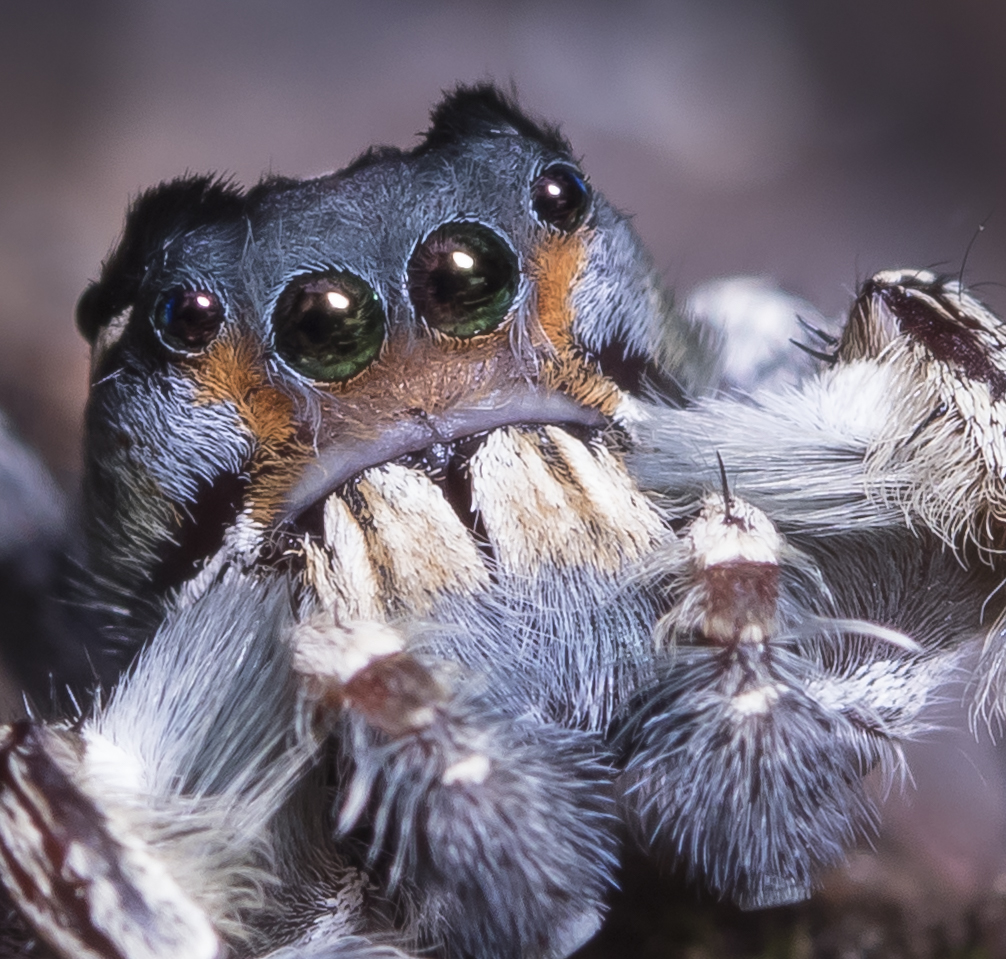 Phidippus putnami - close up of eyes
