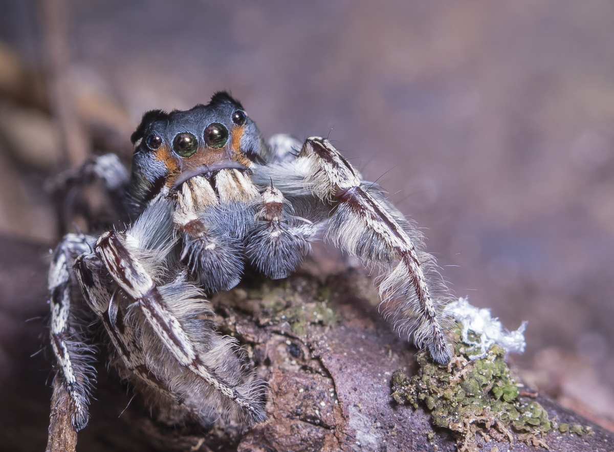 Phidippus putnami - Jumping Spider 2