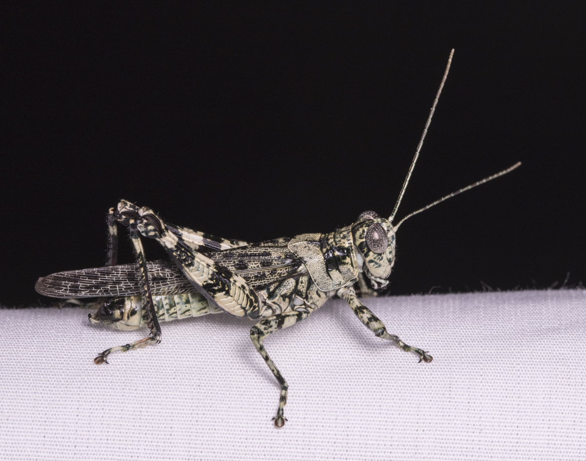 Pine Tree Spurthroat Grasshopper - Melanoplus punctulatus - male