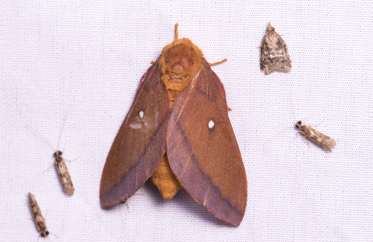Pink-striped Oakworm Moth - Anisota virginiensis - female