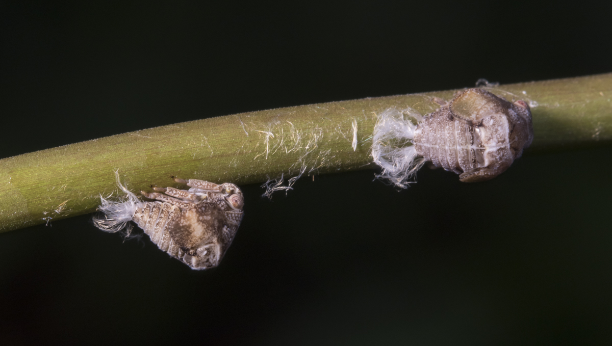 planthopper nymphs