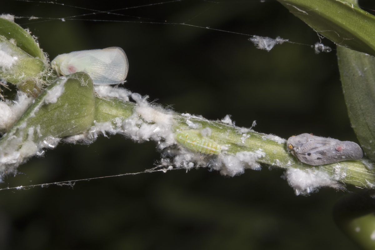 Planthoppers and their larvae